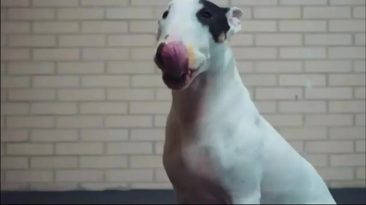Pet Gourmet Video