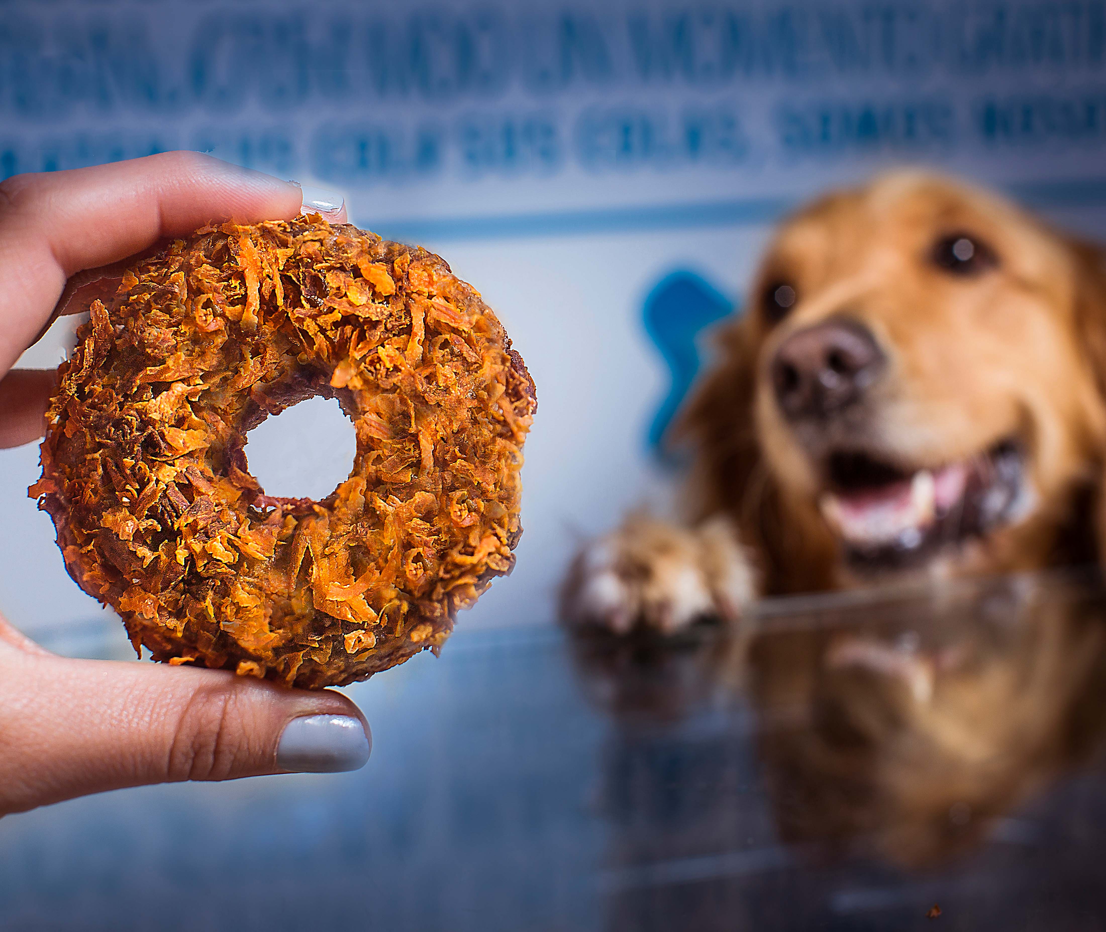 Donuts best sale para perros