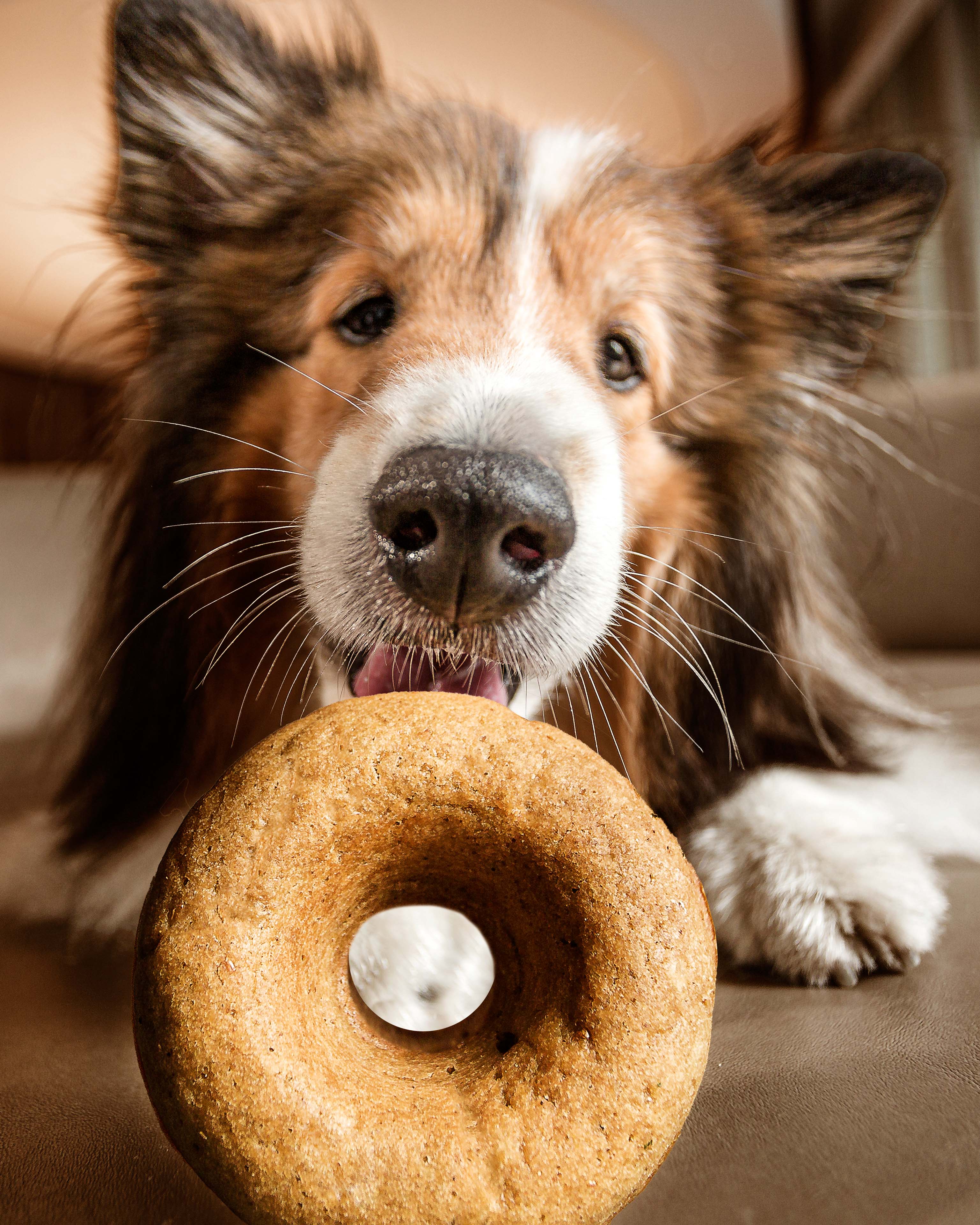 son buenos los chips de algarroba para los perros