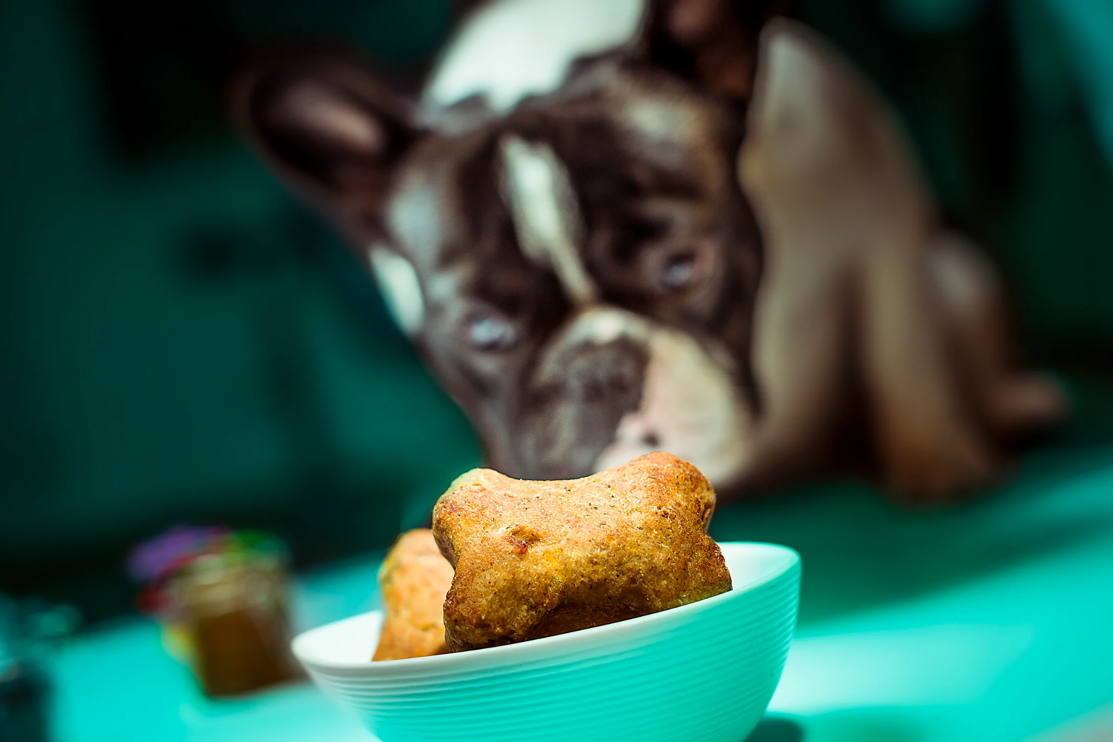 Galletas premium para perros en tazón turquesa con bulldog francés esperando